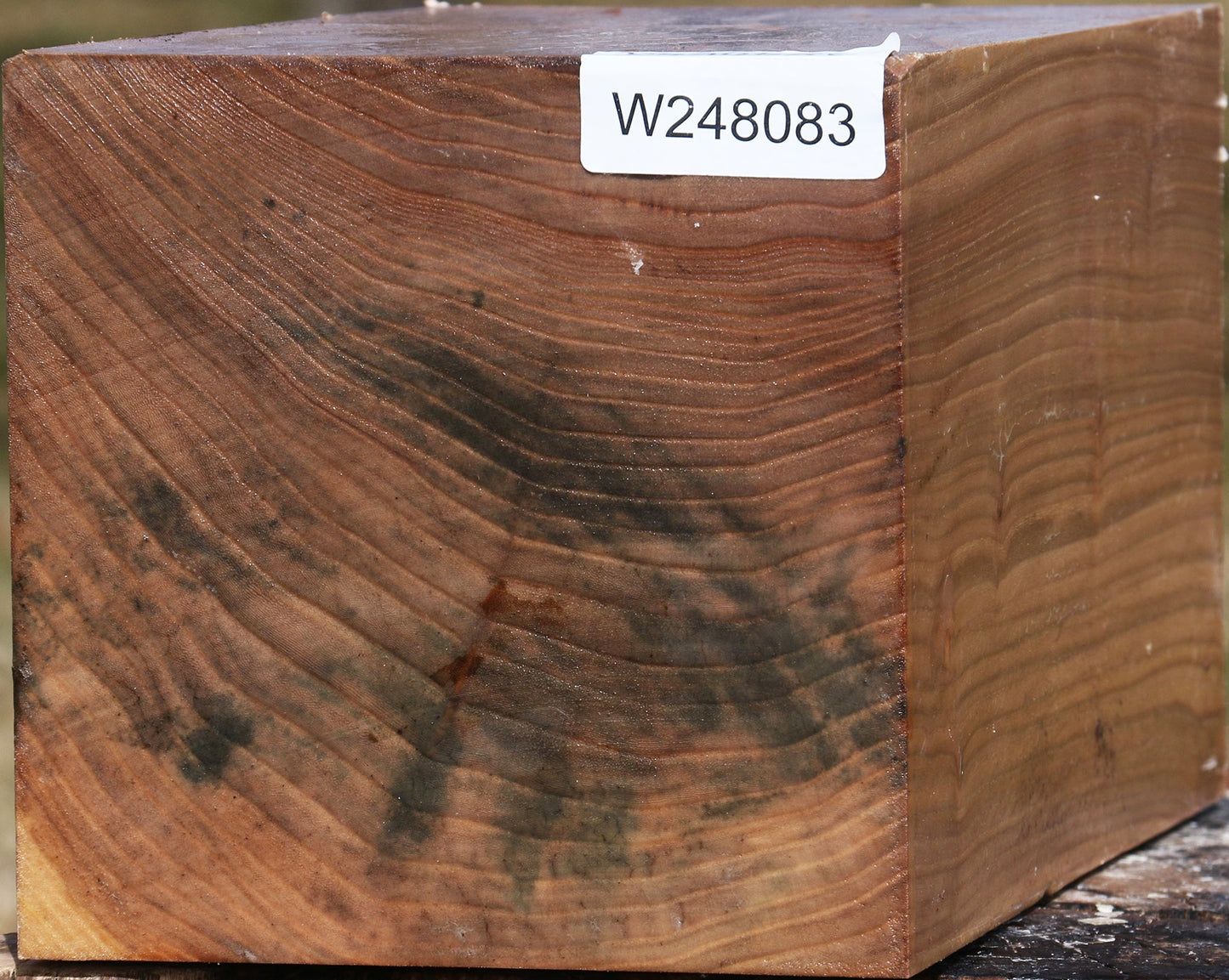 Elm Vessel Blank
