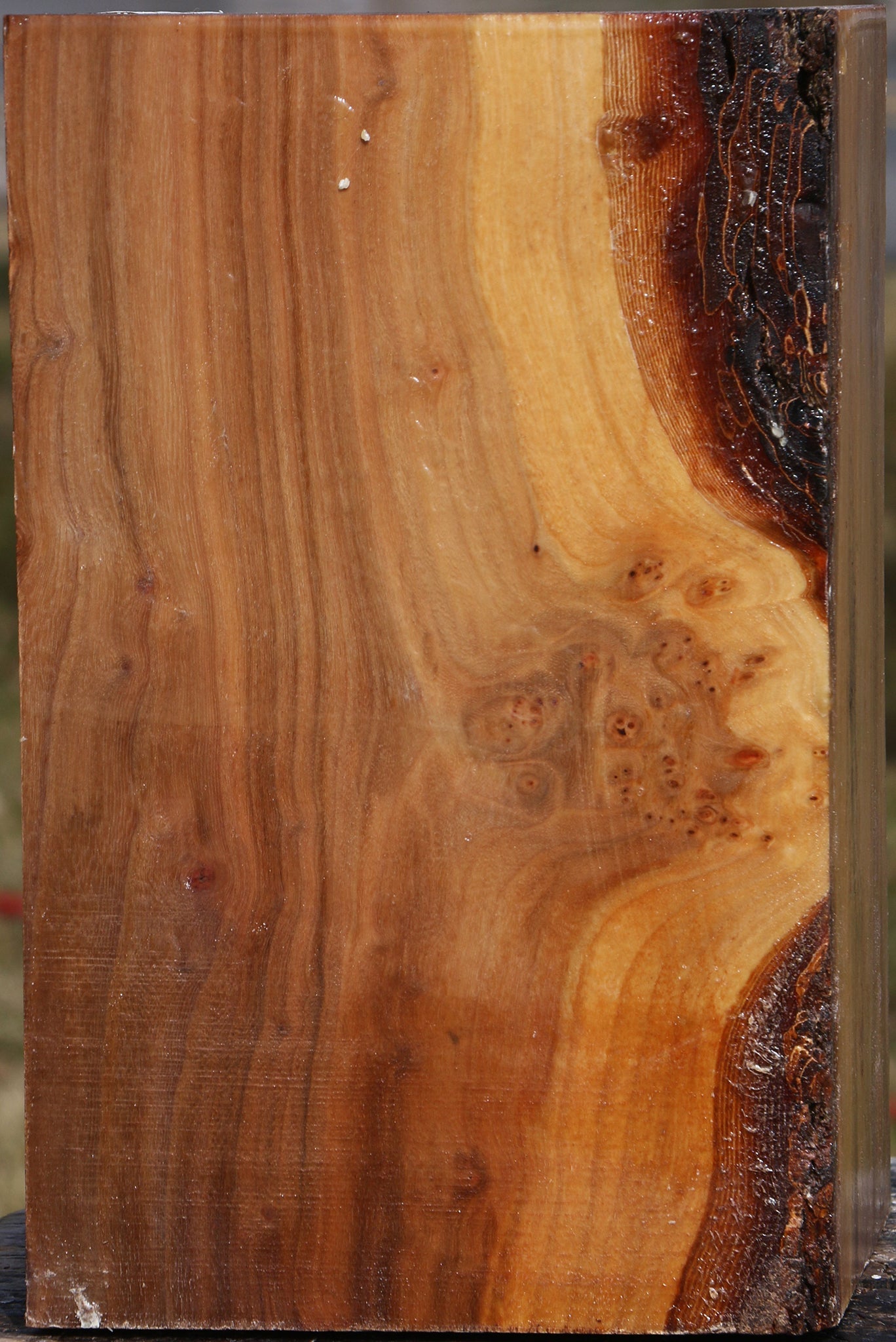 Elm Vessel Blank