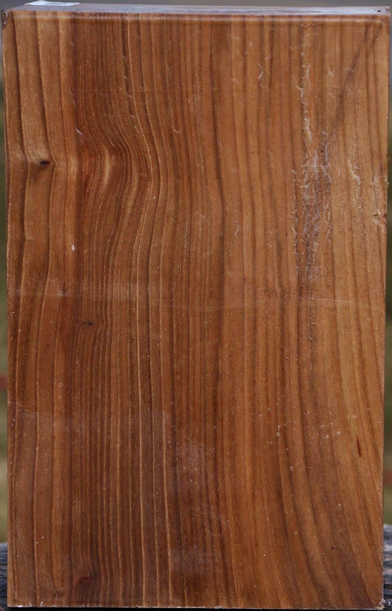 Elm Vessel Blank