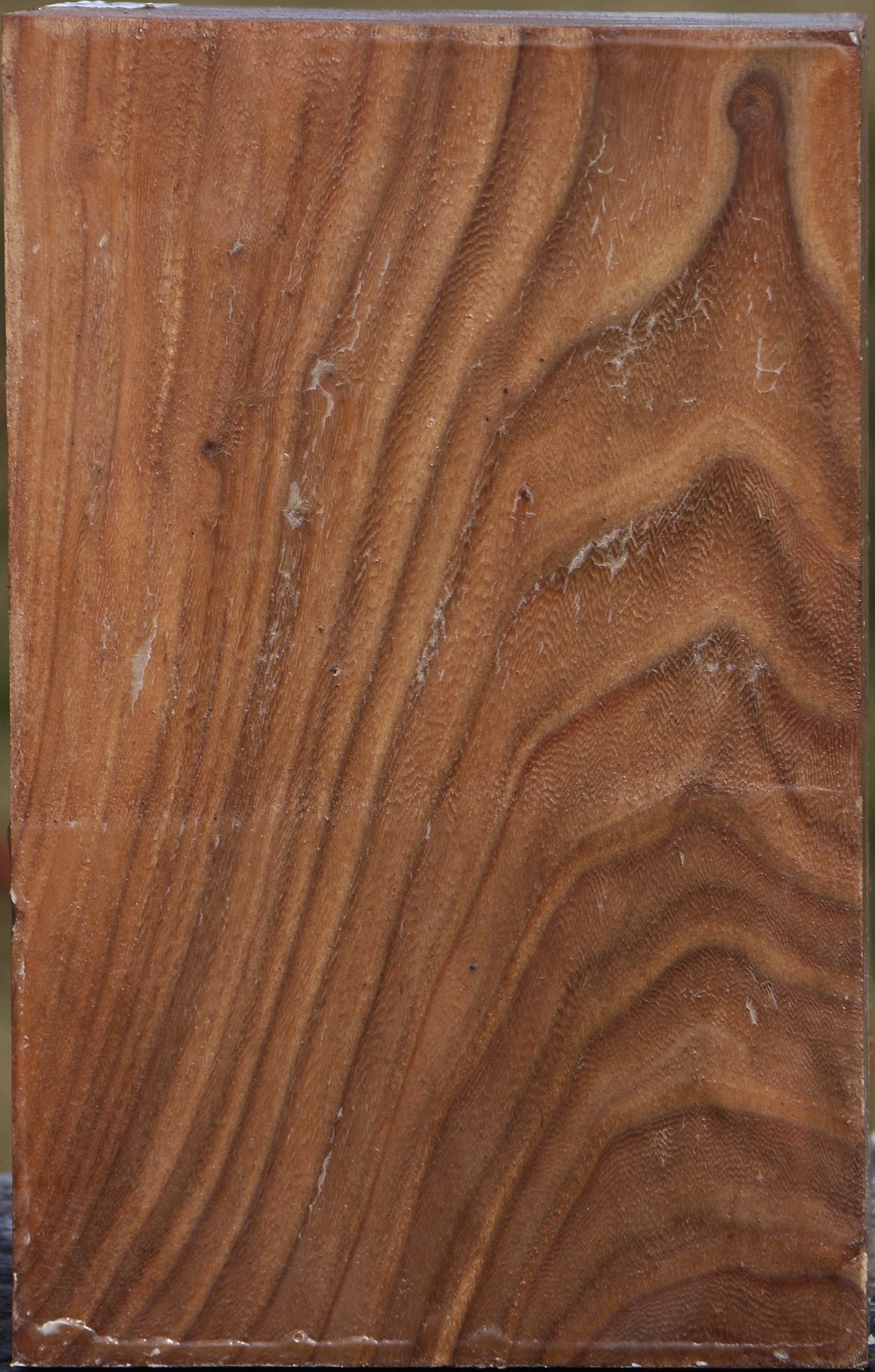 Elm Vessel Blank