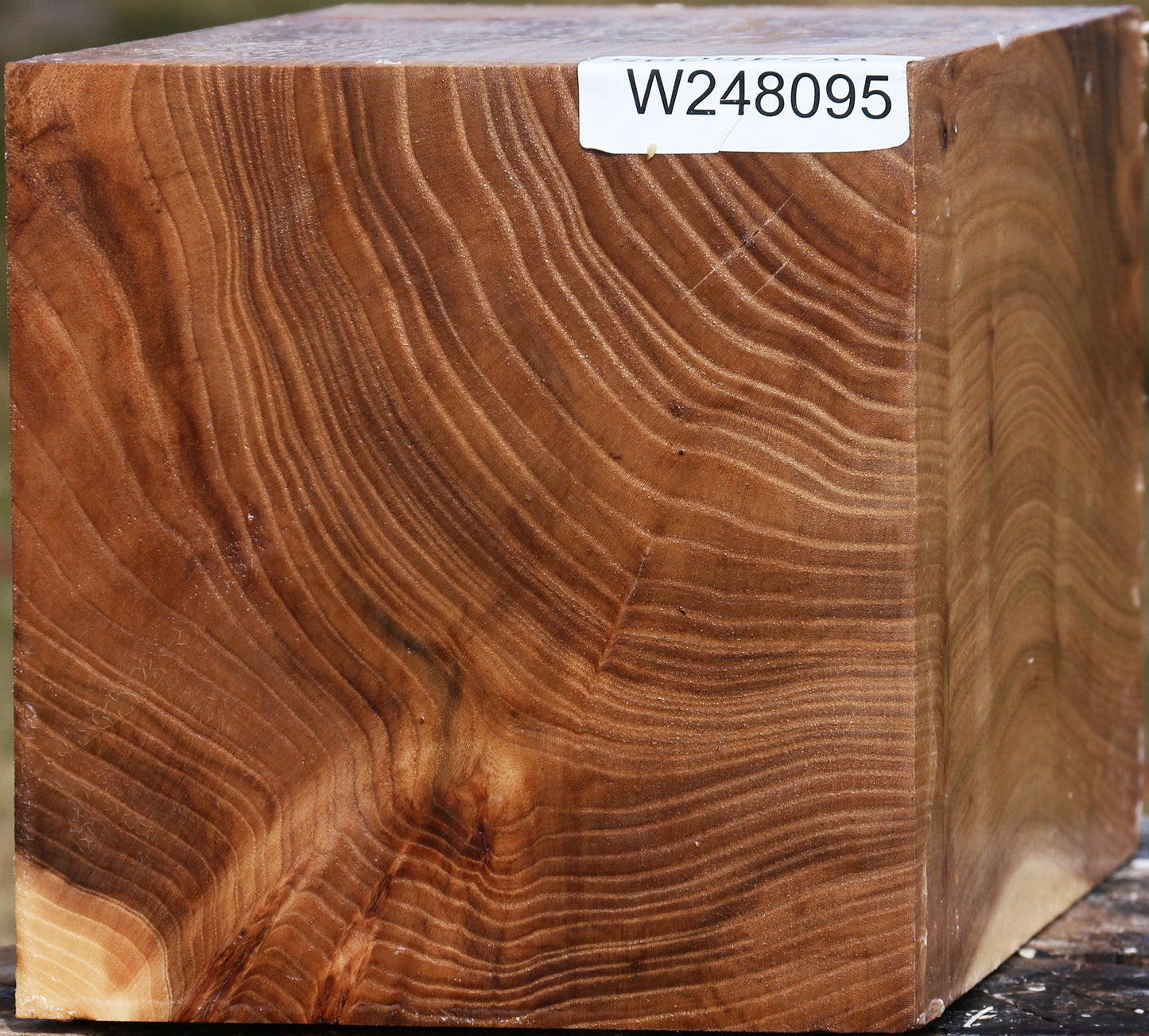 Elm Vessel Blank