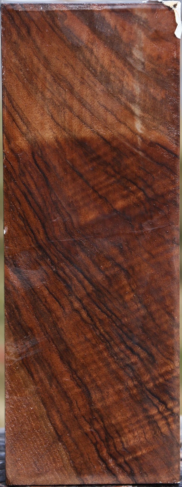 Extra Fancy Elm Vessel Blank