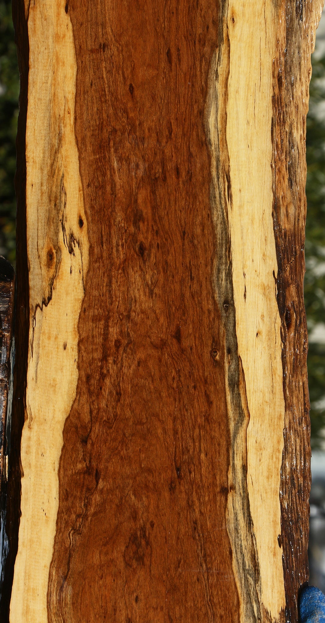 Extra Fancy Tamboti Live Edge Lumber