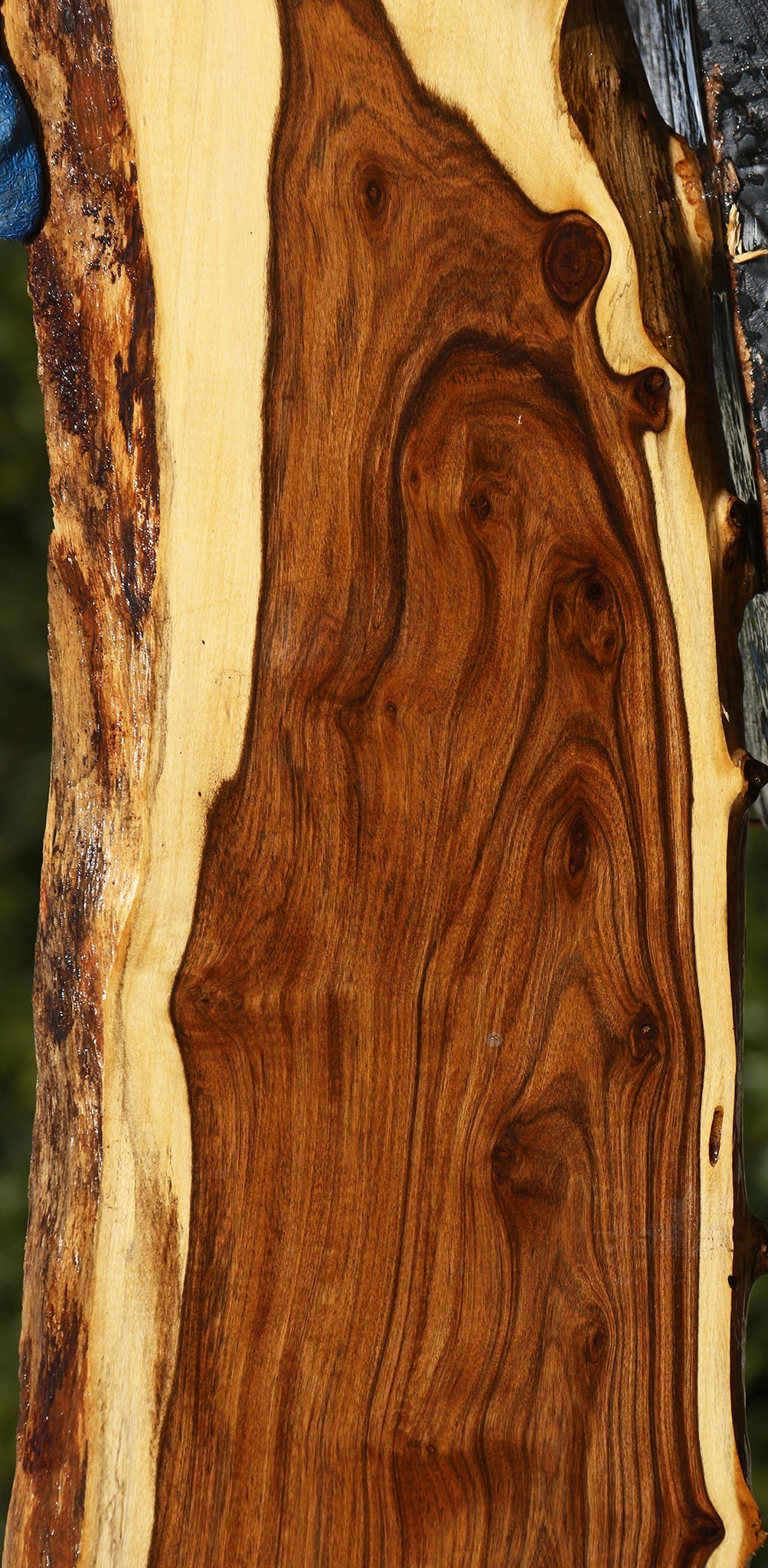 Extra Fancy Tamboti Live Edge Lumber