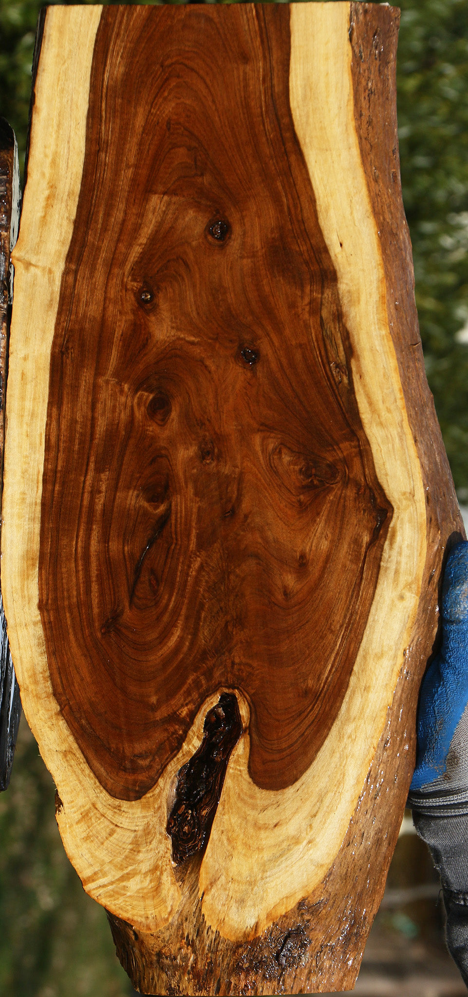 Figured Tamboti Live Edge Lumber