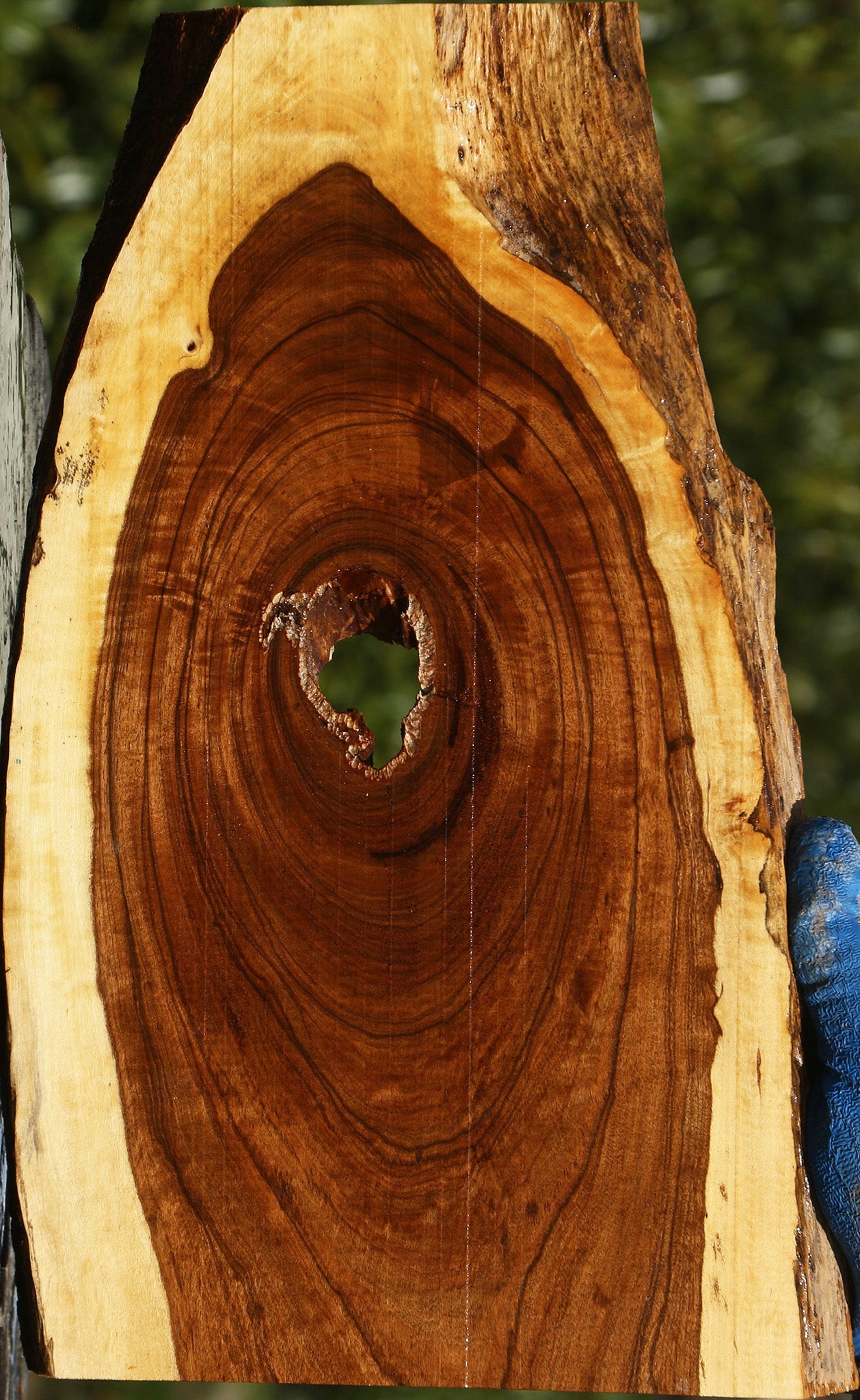 Figured Tamboti Live Edge Lumber