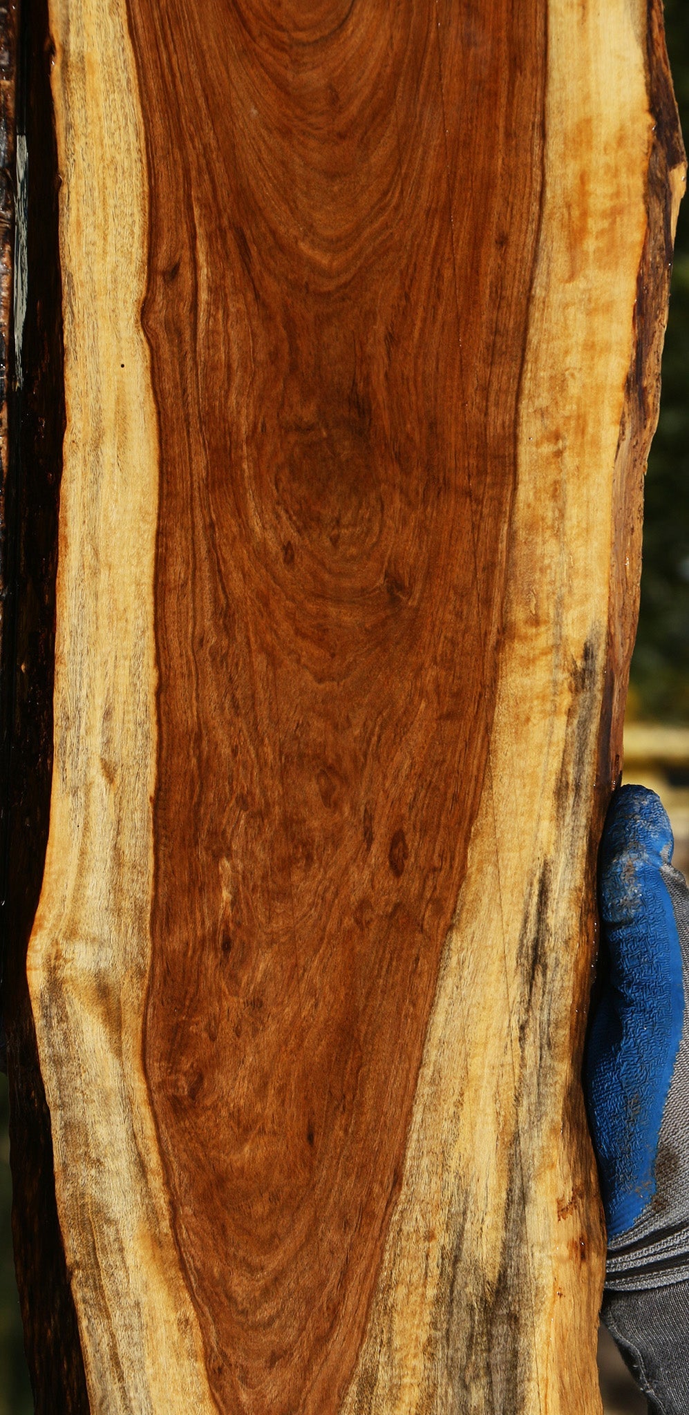Figured Tamboti Live Edge Lumber