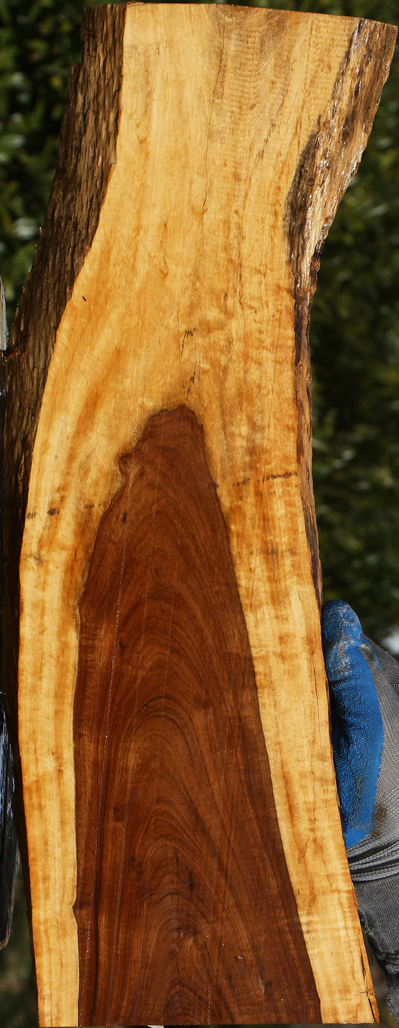 Figured Tamboti Live Edge Lumber
