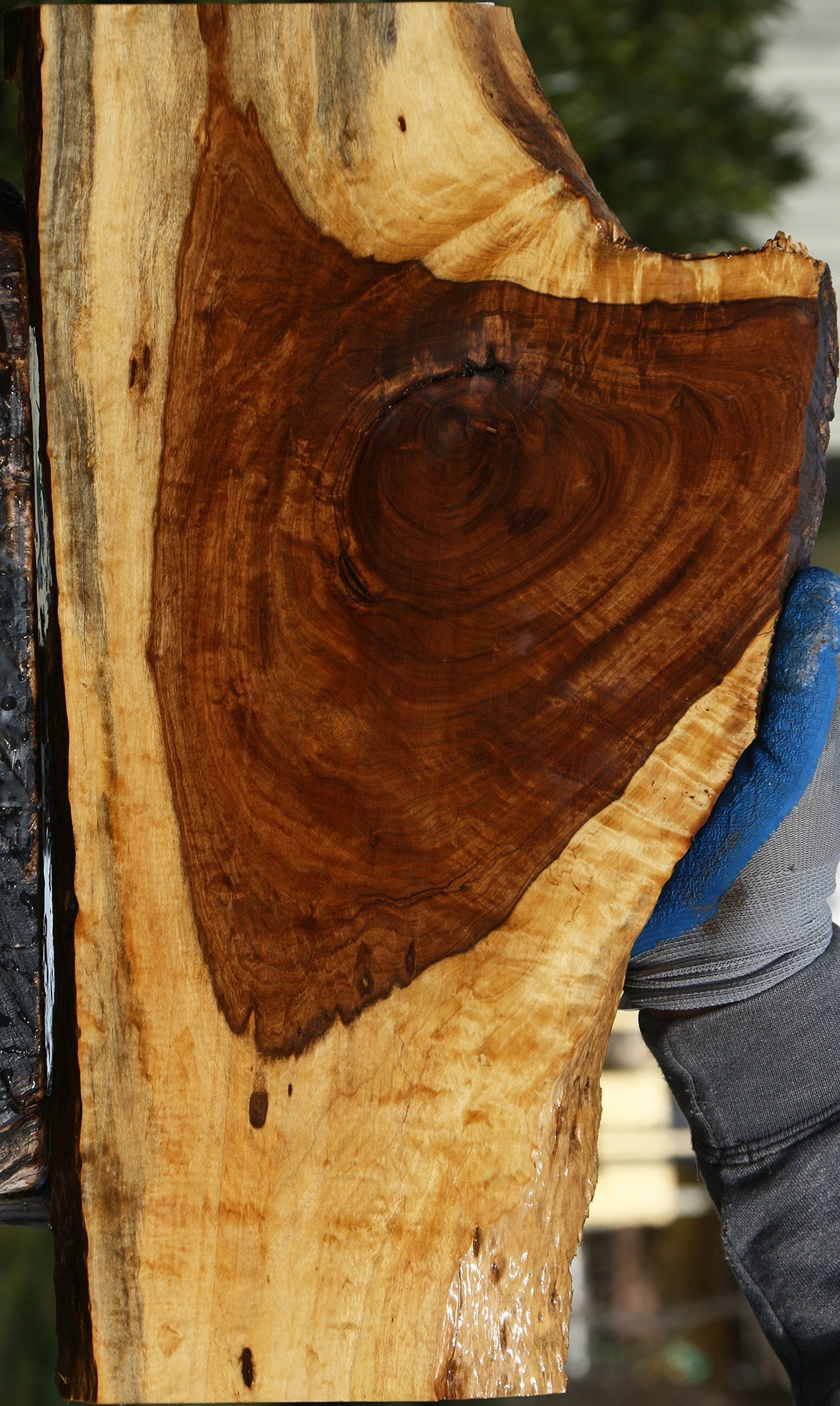 Extra Fancy Tamboti Live Edge Lumber