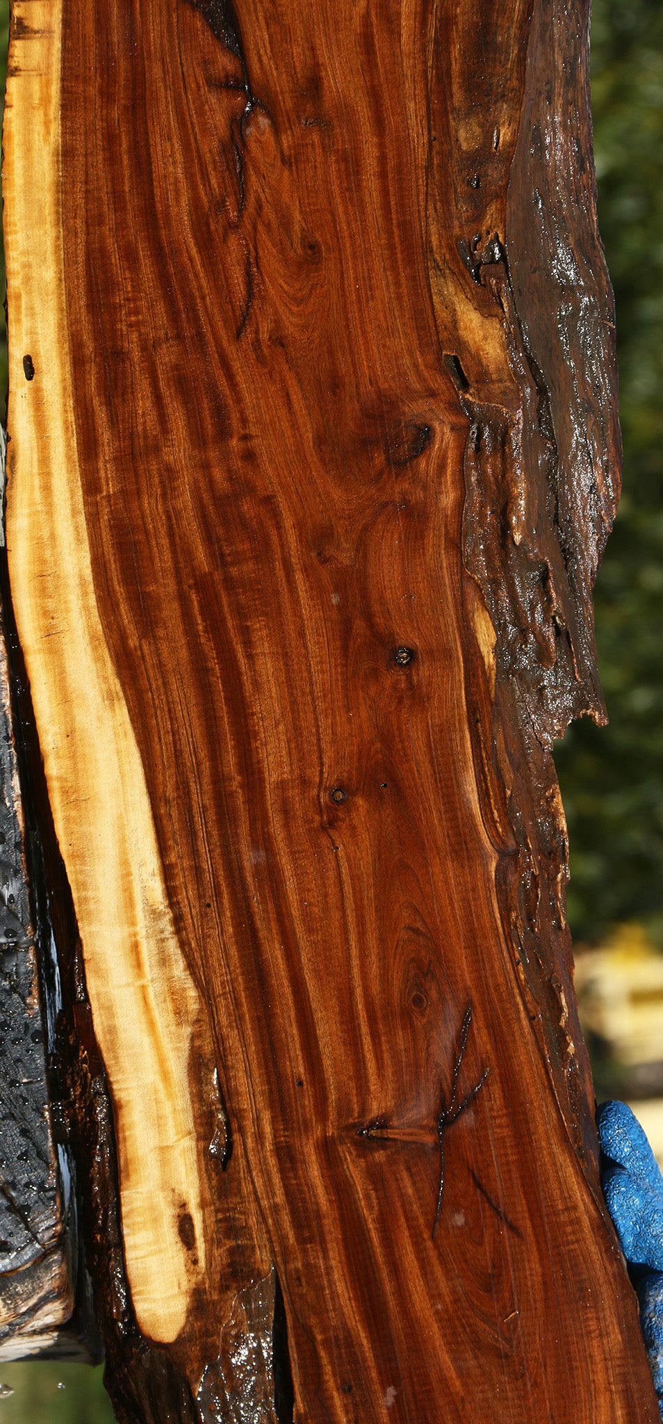 Figured Tamboti Live Edge Lumber