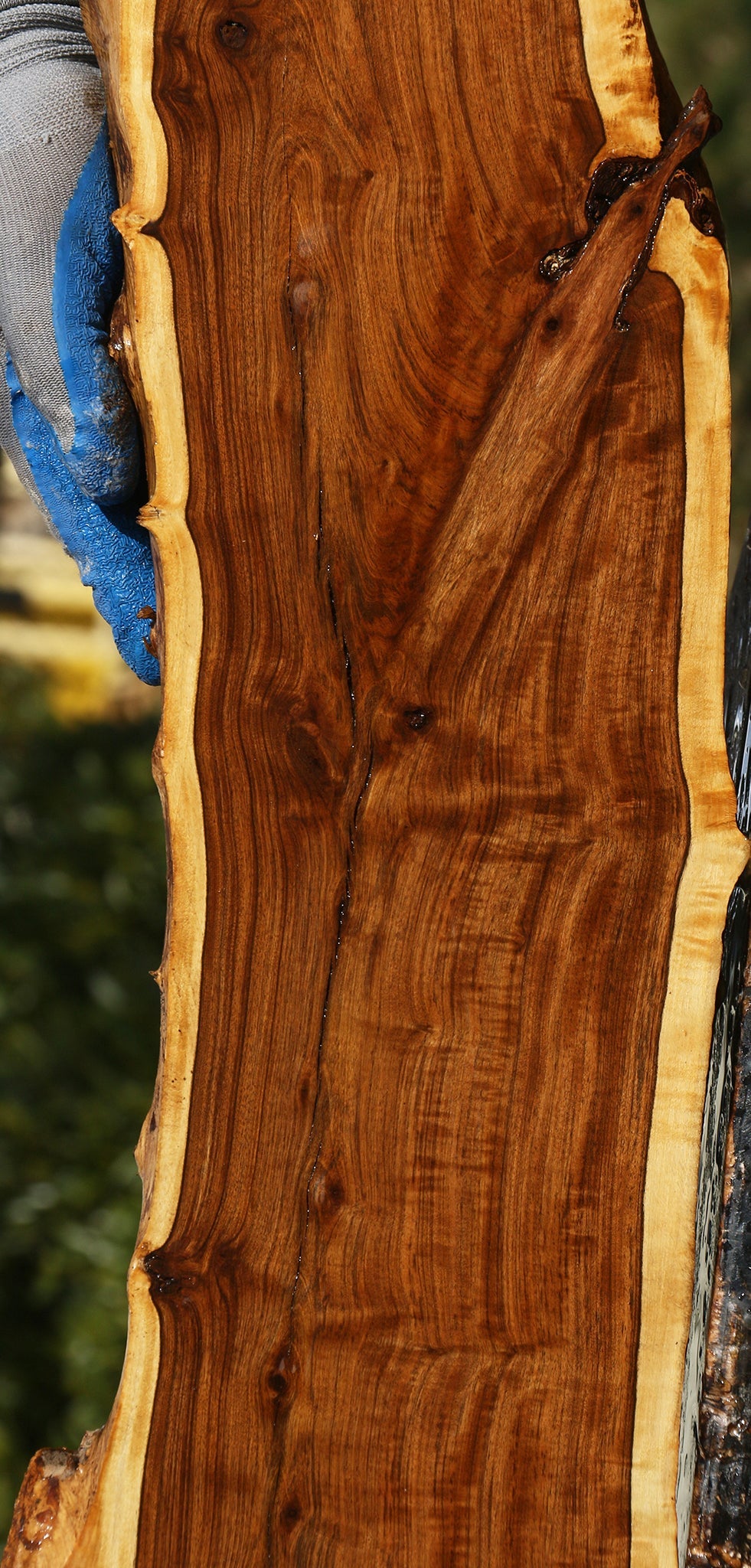 Extra Fancy Tamboti Live Edge Lumber