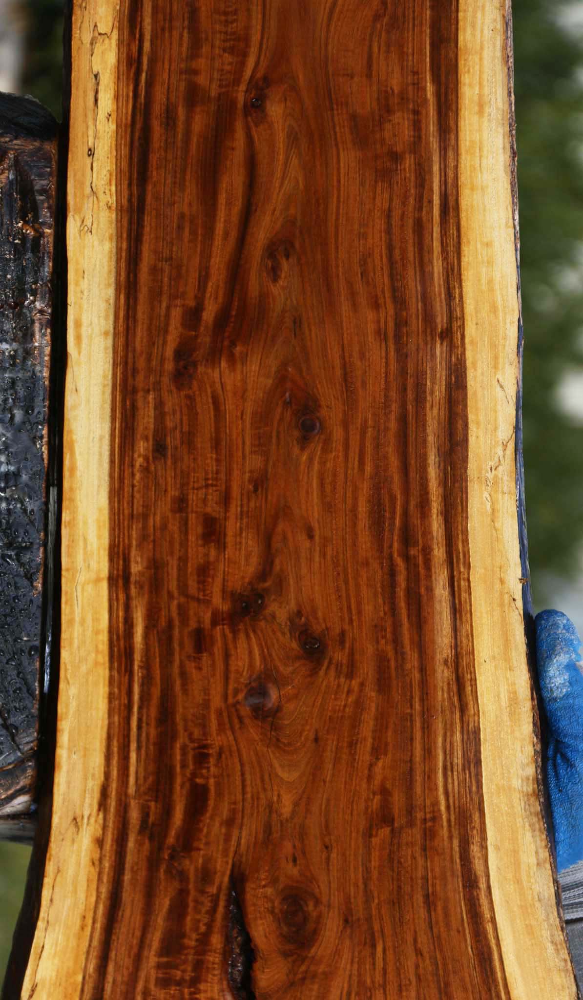 Figured Tamboti Live Edge Lumber