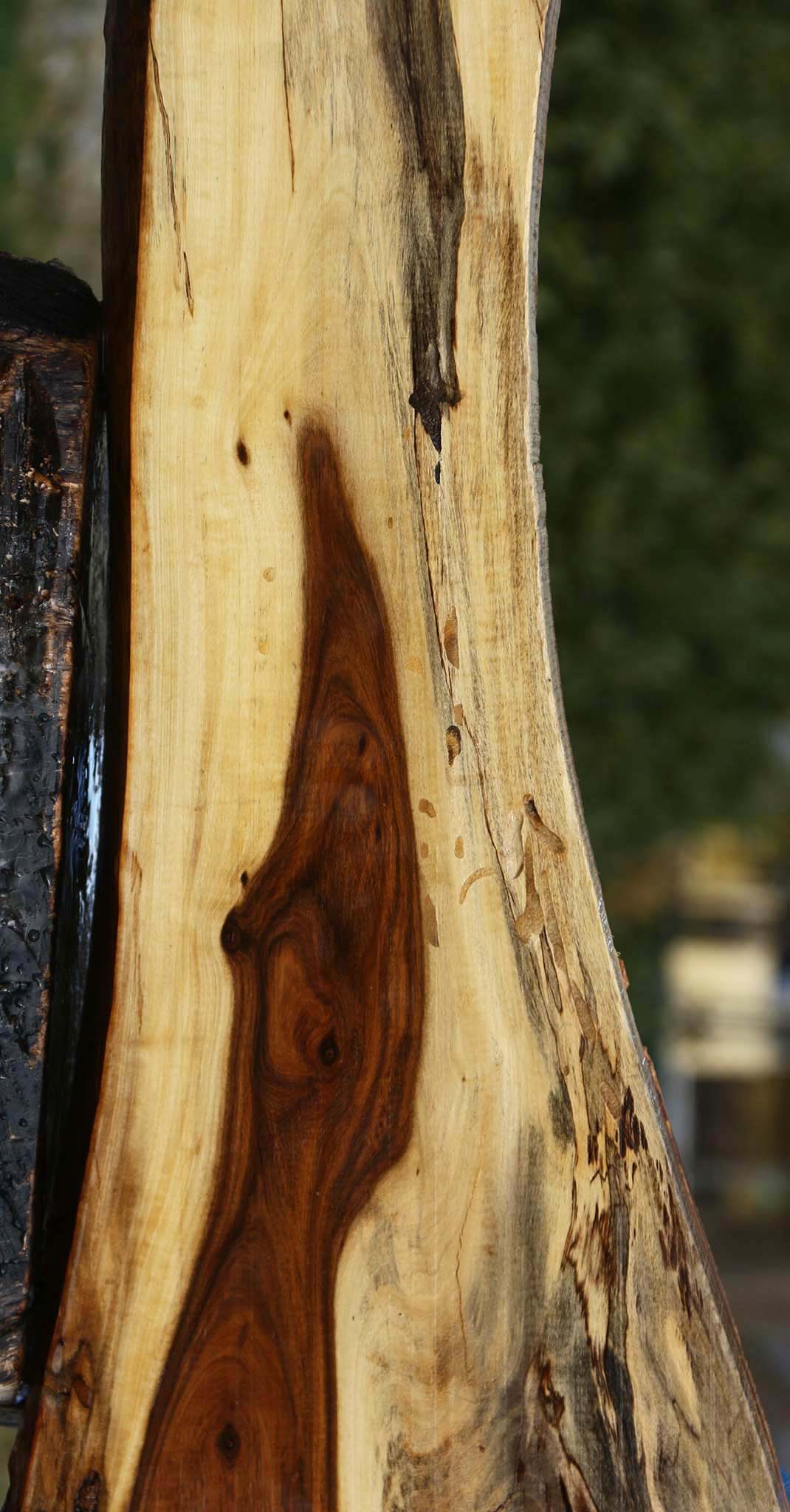 Rustic Tamboti Live Edge Lumber