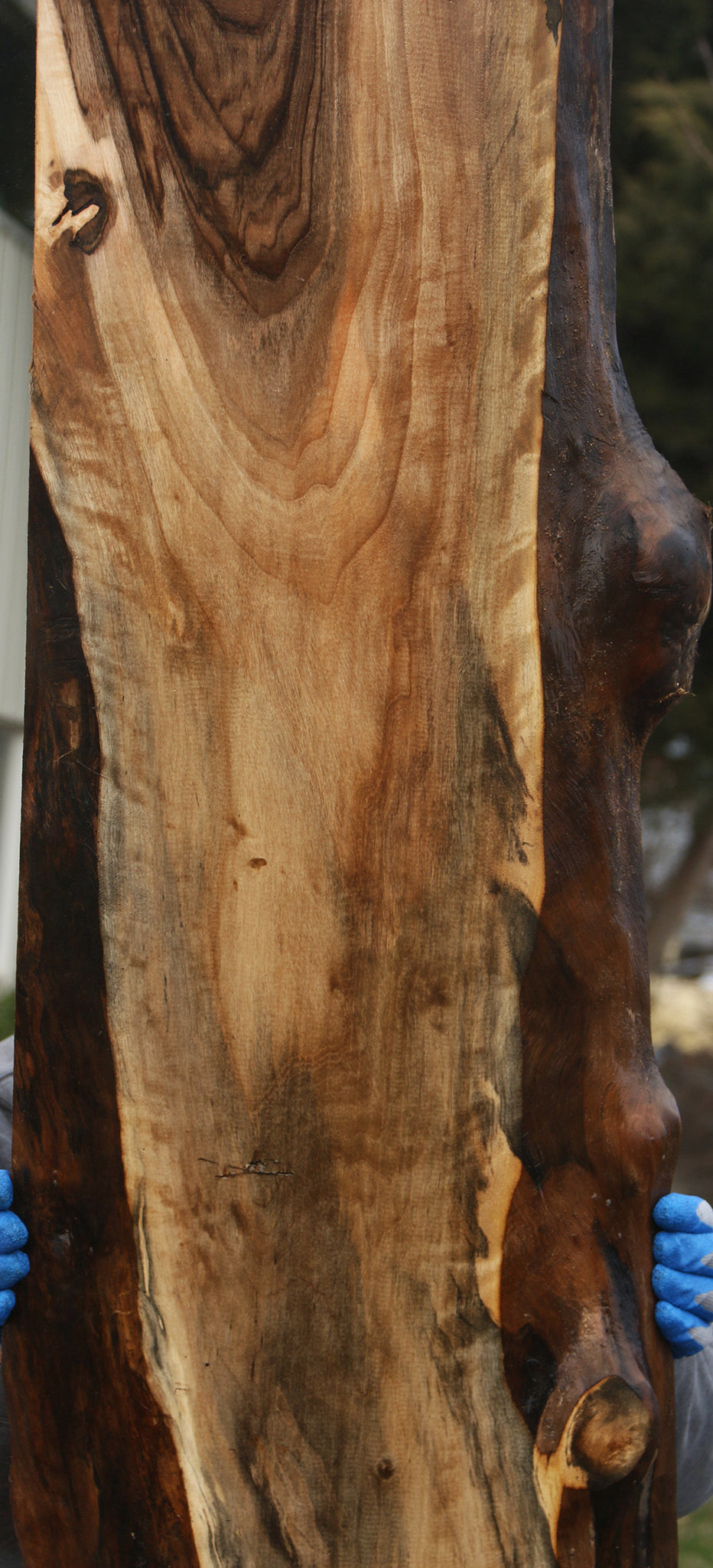 English Walnut Live Edge Slab