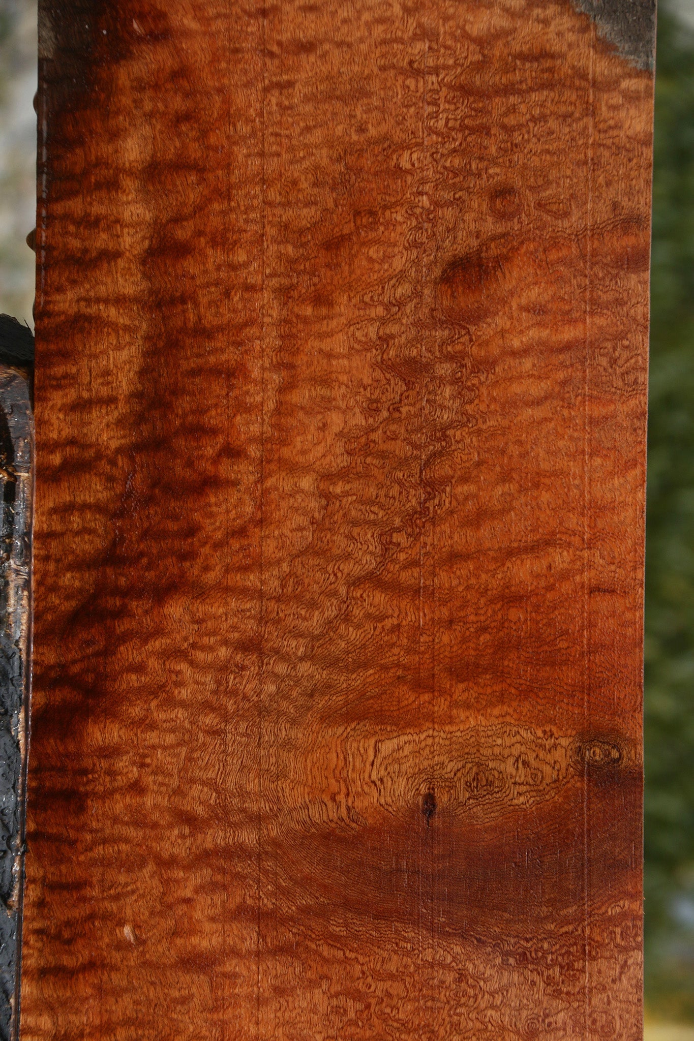 Exhibition Pomelle Sapele Instrument Lumber