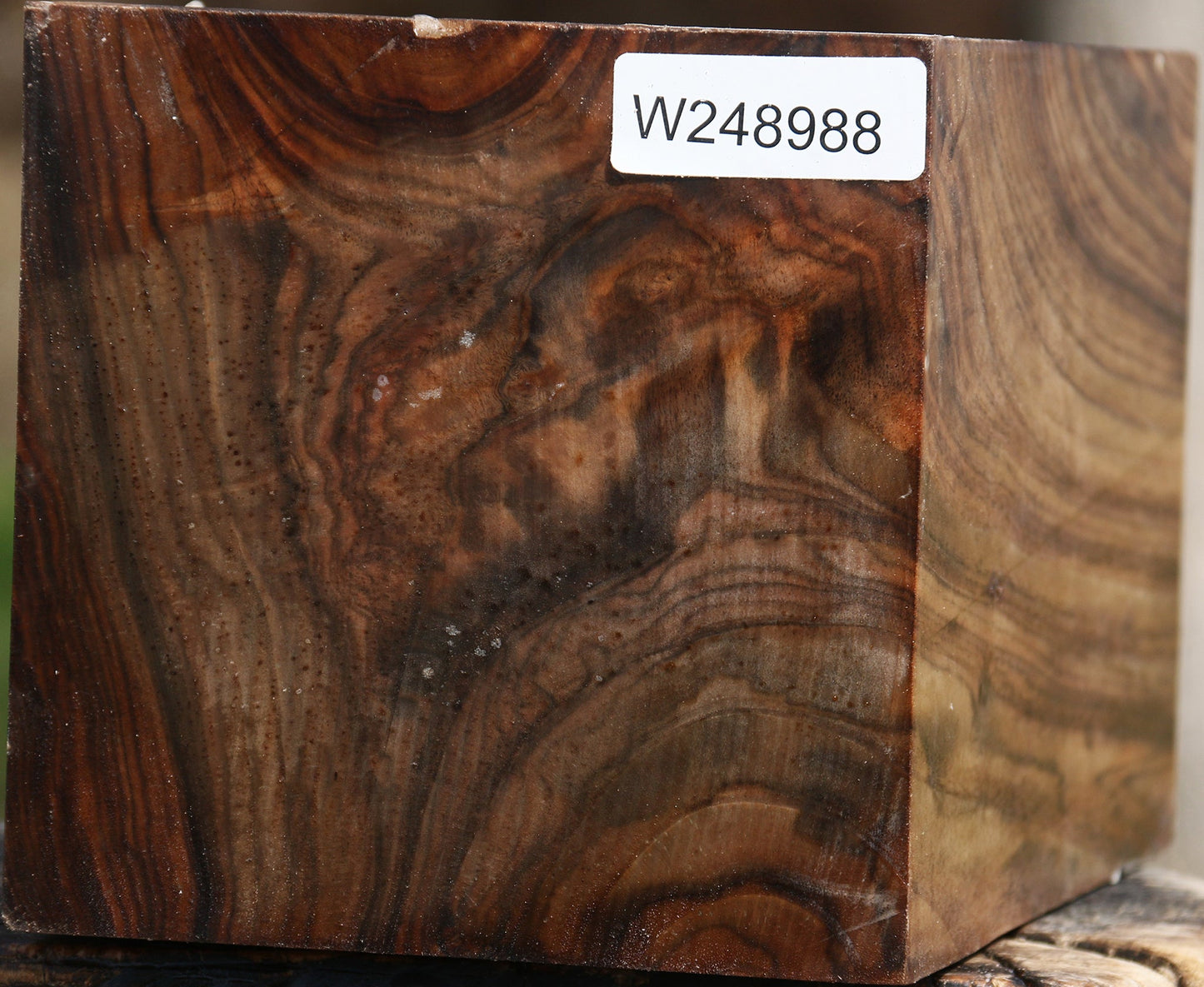 Extra Fancy Claro Walnut Vessel Blank