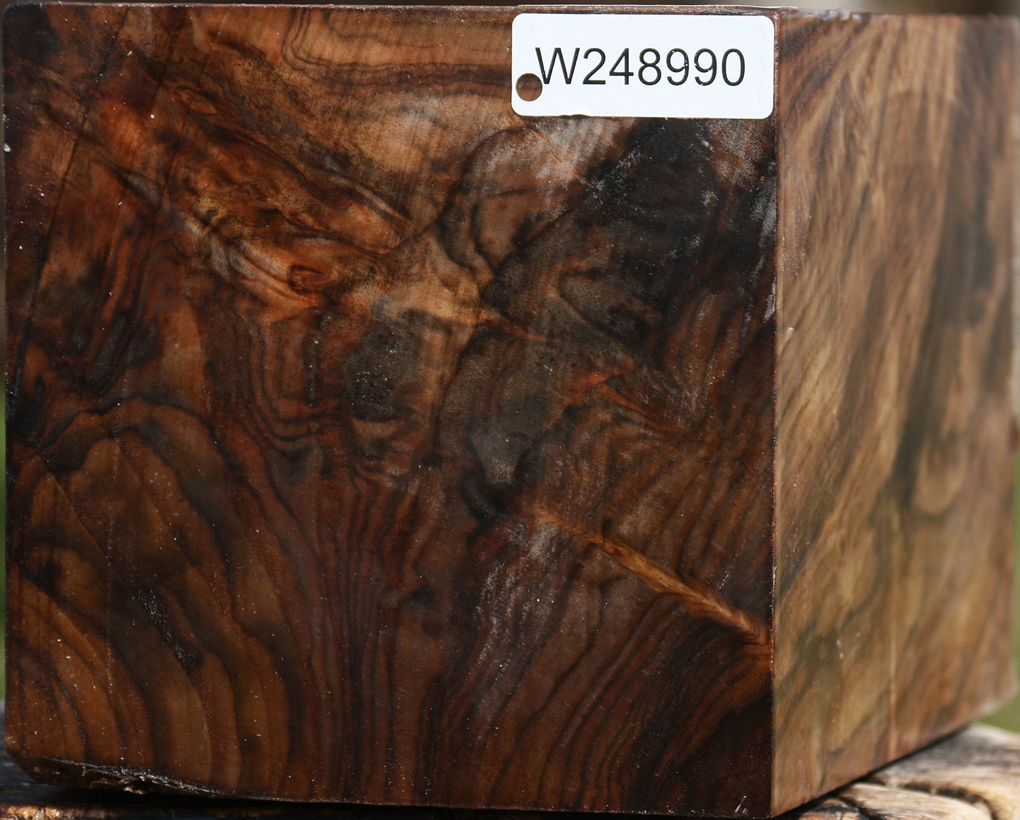 Extra Fancy Claro Walnut Vessel Blank