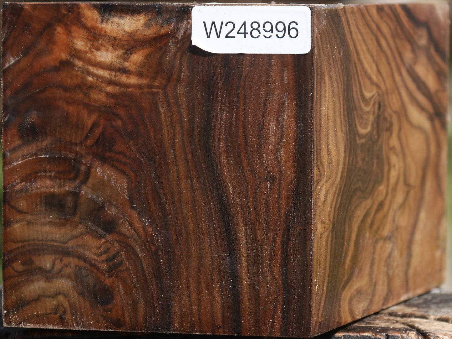 Extra Fancy Claro Walnut Vessel Blank