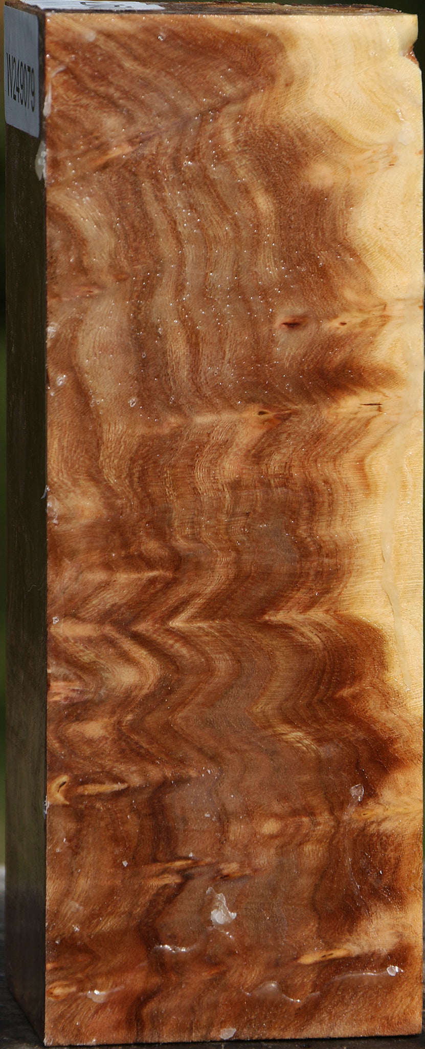 Elm Burl Turning Square