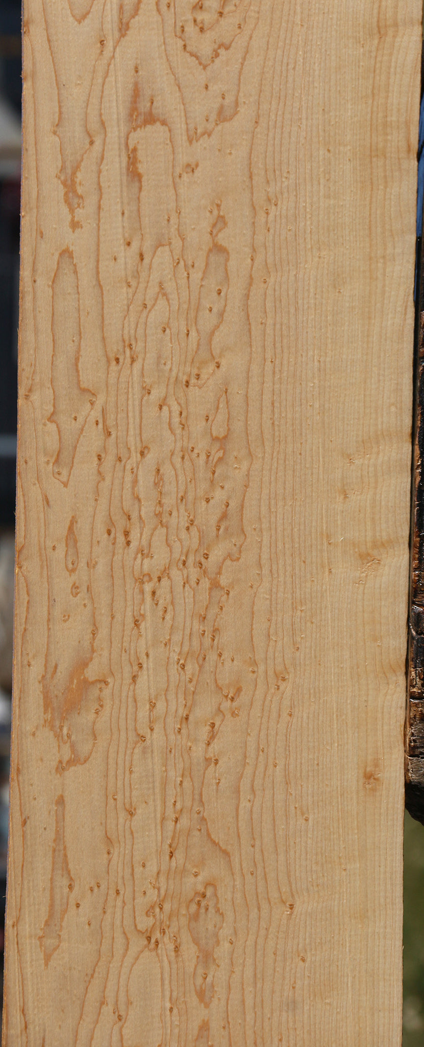 Figured Birdseye Maple Live Edge Lumber