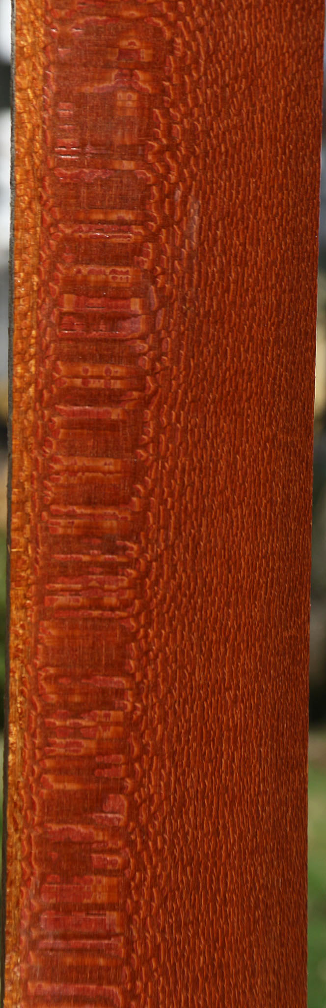Extra Fancy Leopardwood Lumber