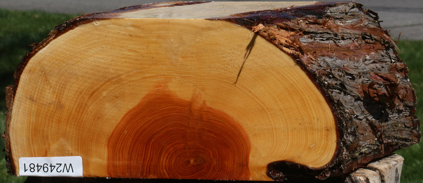Juniper Half Log