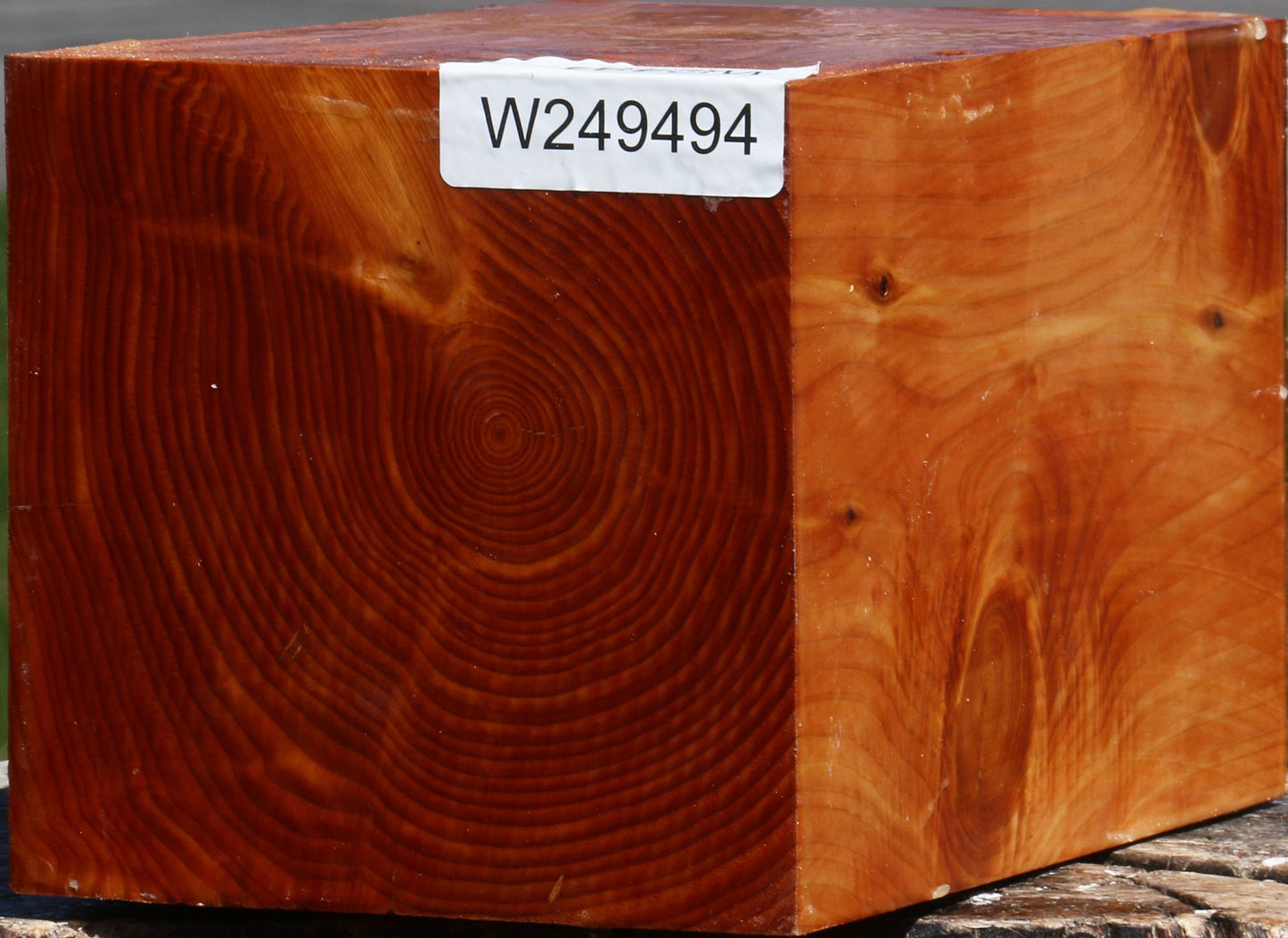 Juniper Vessel Blank