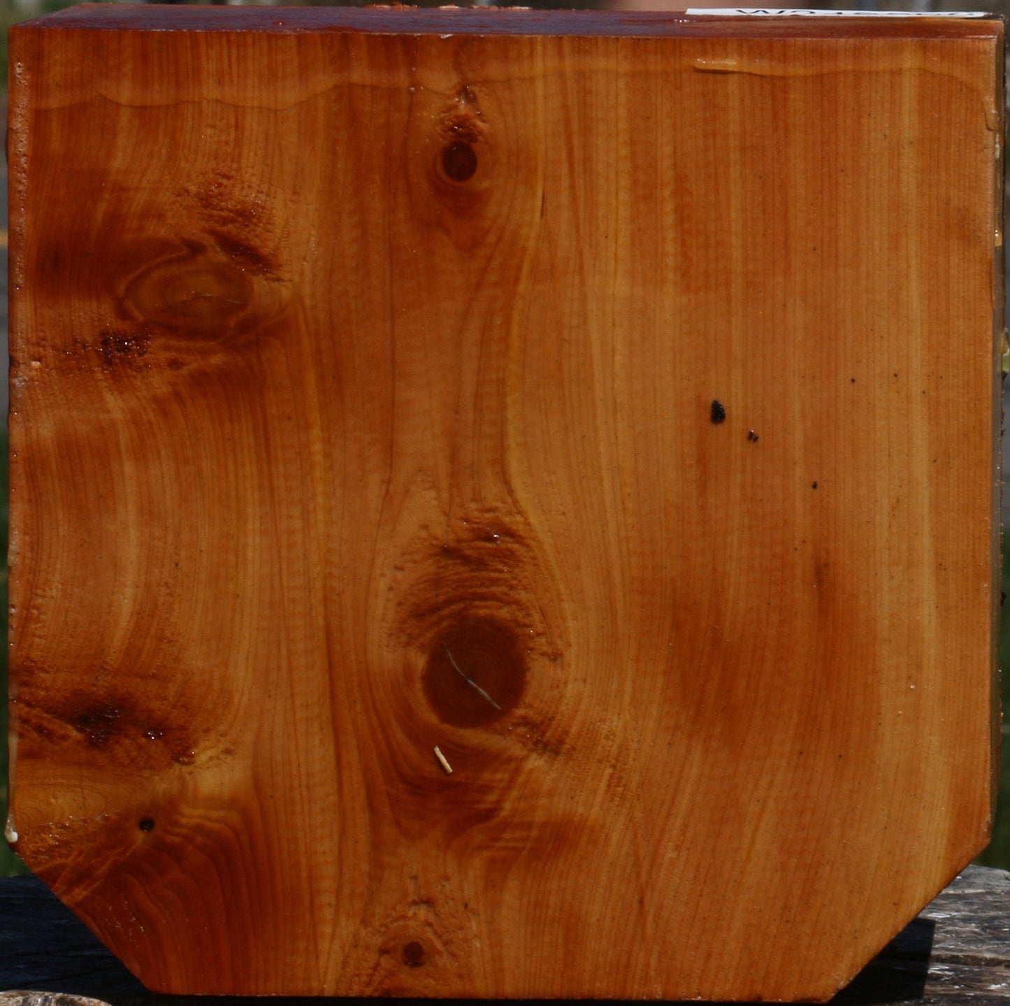 Juniper Bowl Blank