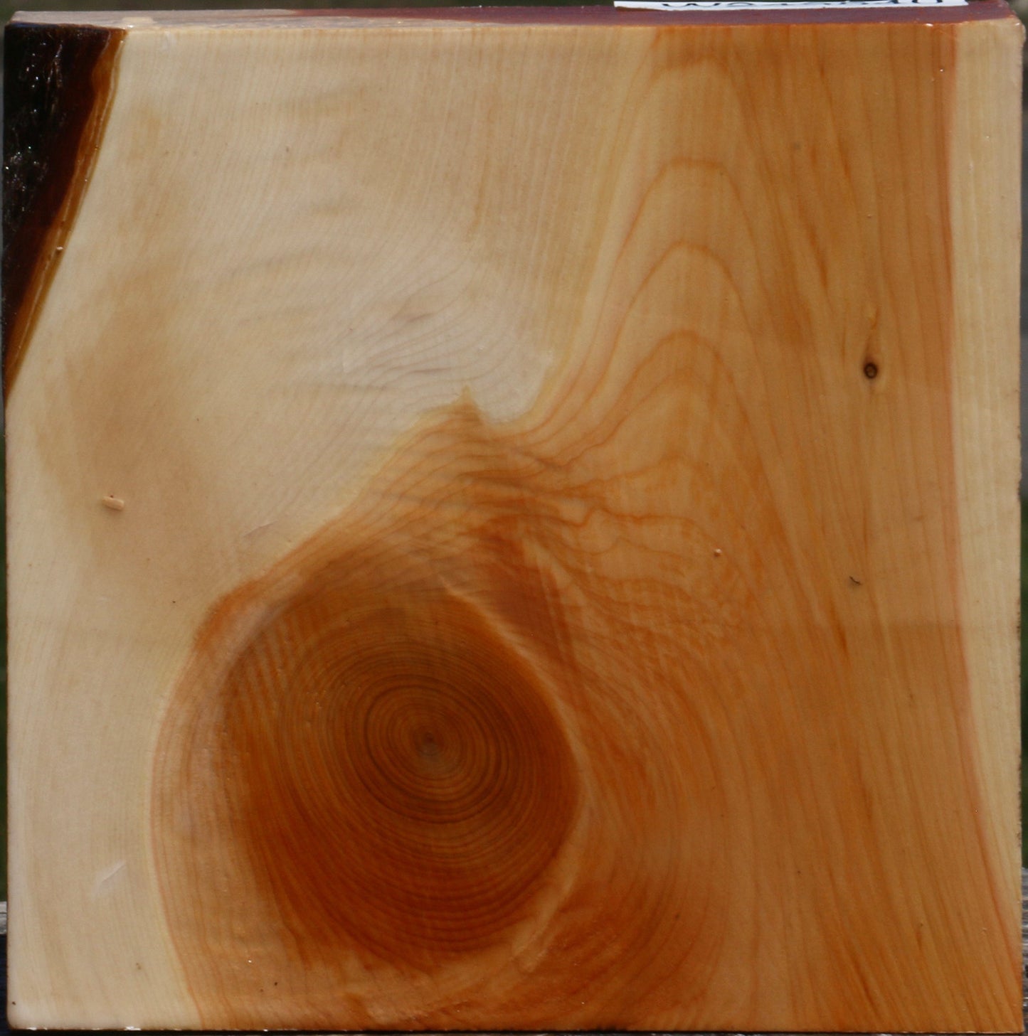Juniper Bowl Blank