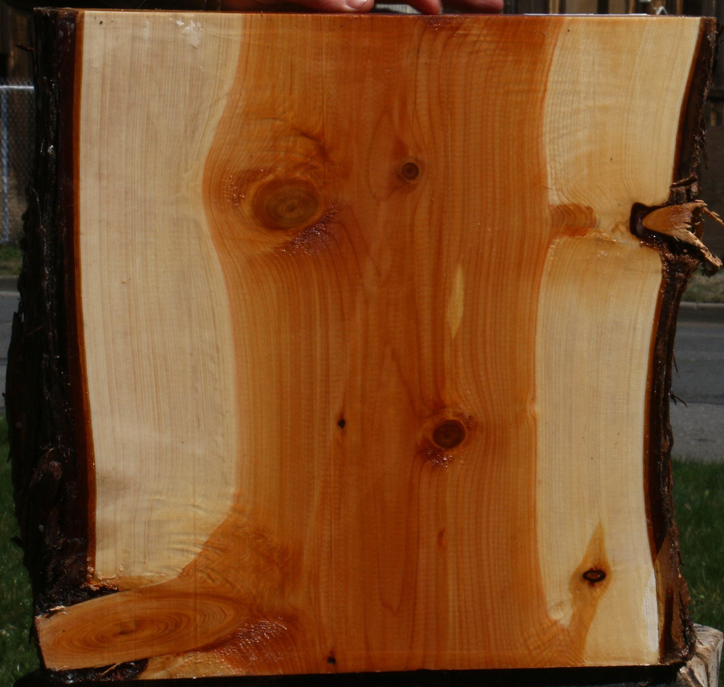 Juniper Live Edge Platter Blank
