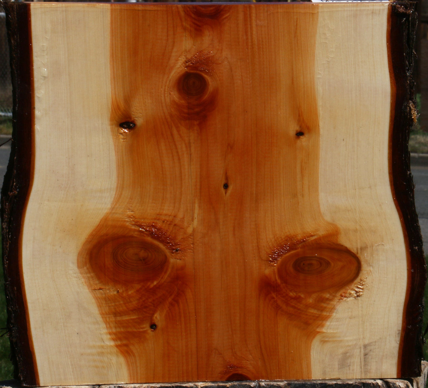 Juniper Live Edge Platter Blank