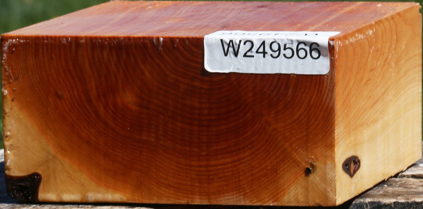 Juniper Bowl Blank