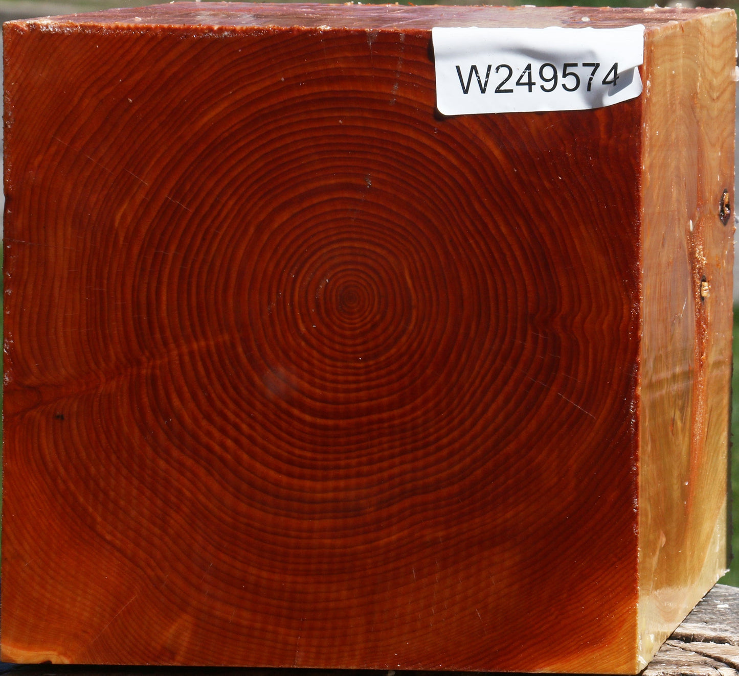 Juniper Vessel Blank