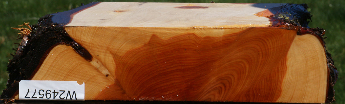 Juniper Live Edge Platter Blank