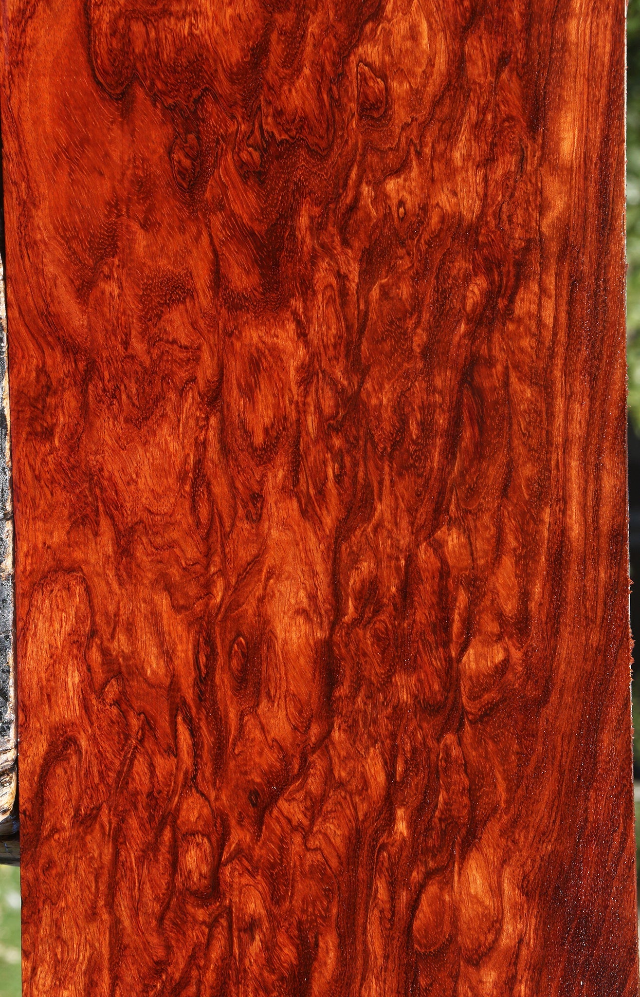 Exhibition Bubinga Instrument Lumber