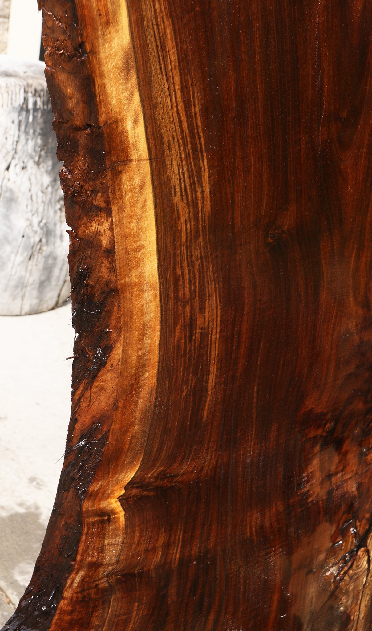 Extra Fancy Fiddleback Claro Walnut Live Edge Slab