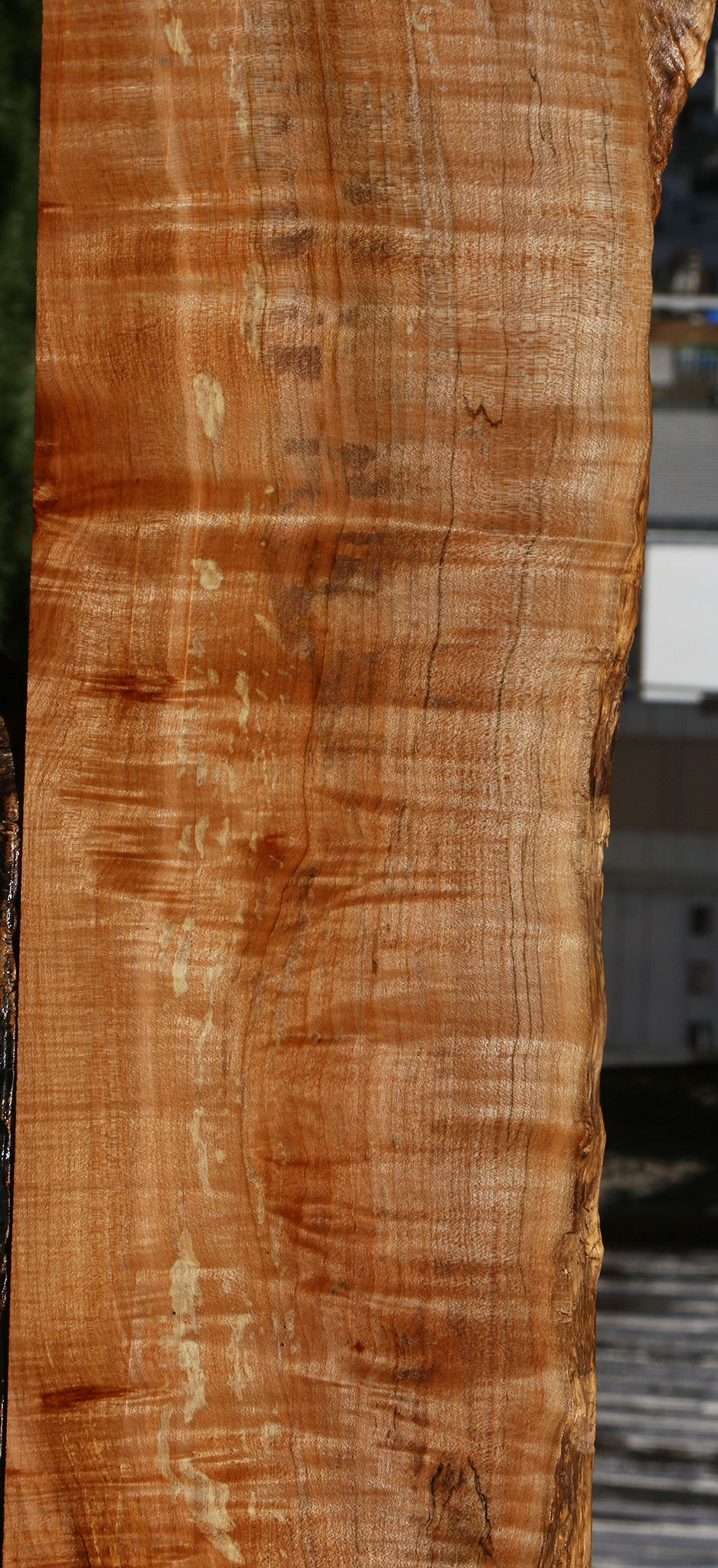 Extra Fancy Spalted Maple Live Edge Lumber
