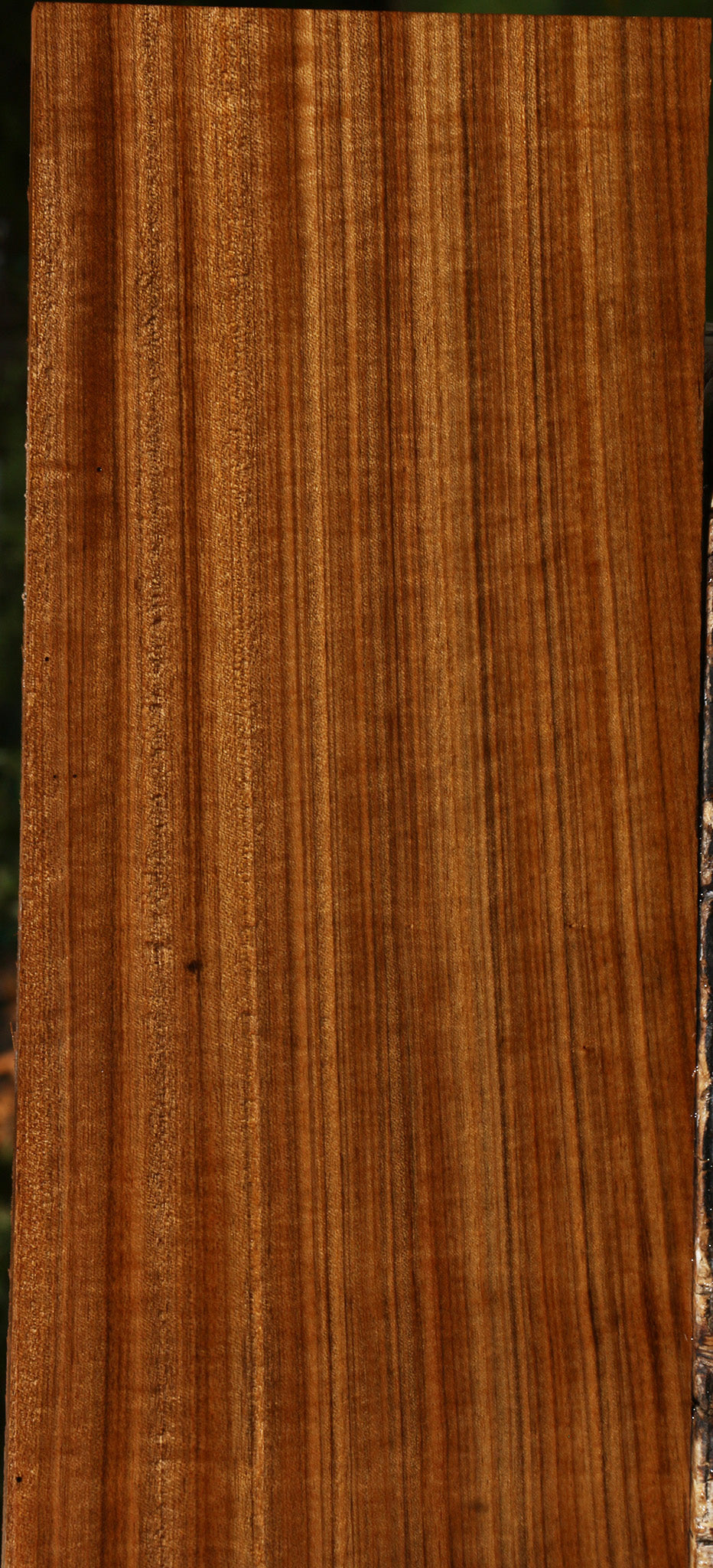Figured Quartersawn Amazique Instrument Lumber