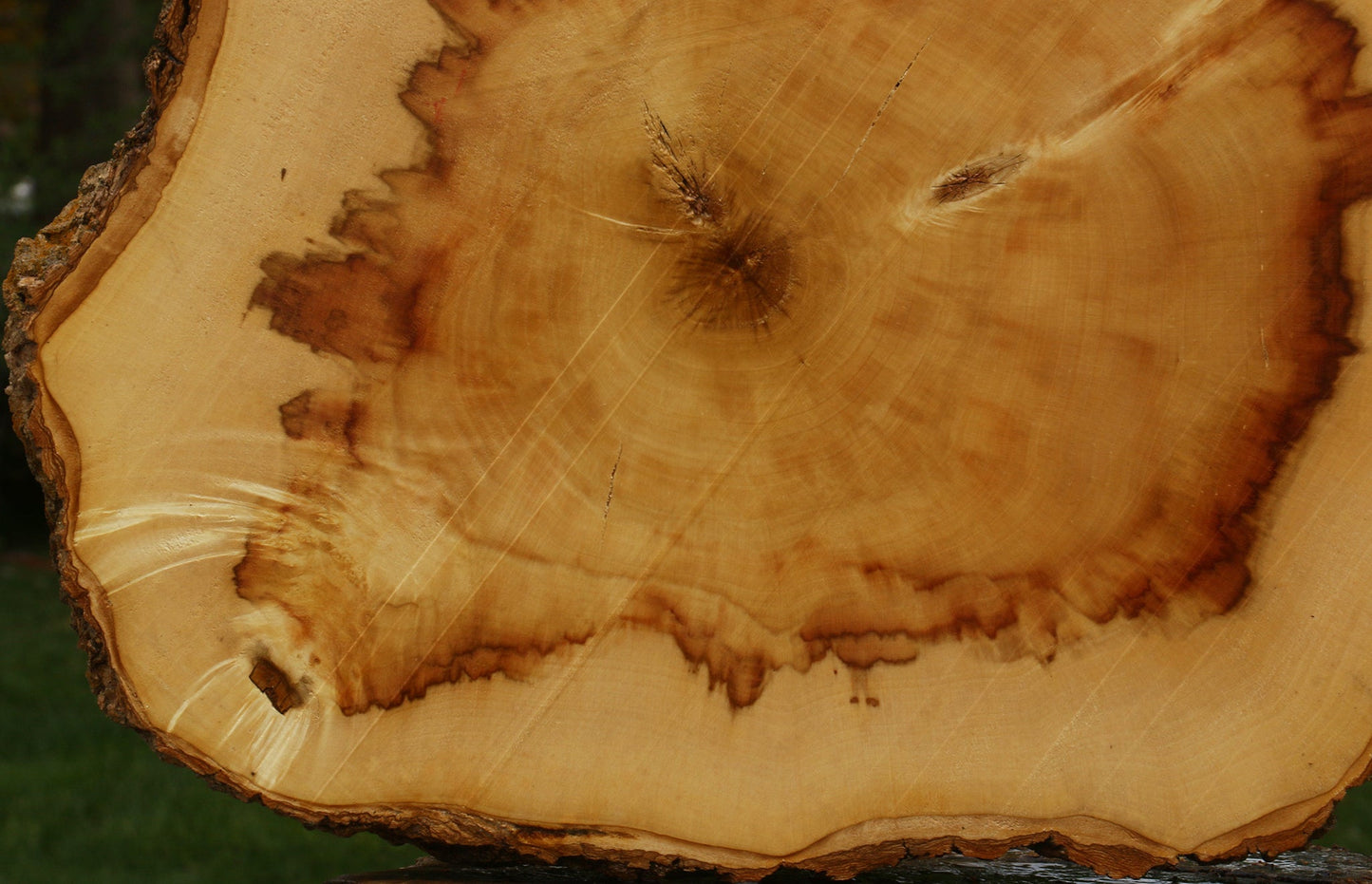 Figured Box Elder Cookie