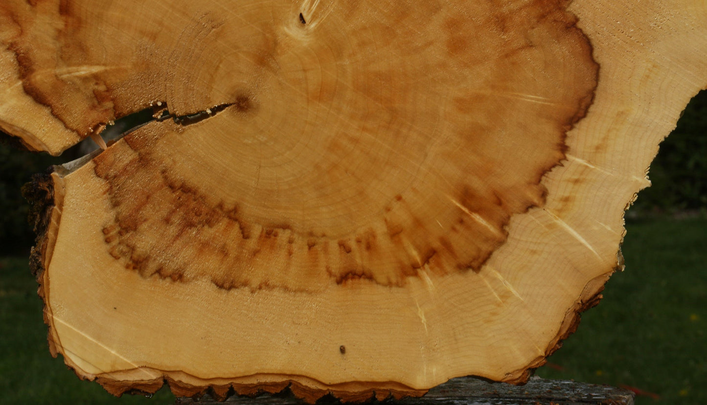 Extra Fancy Box Elder Cookie