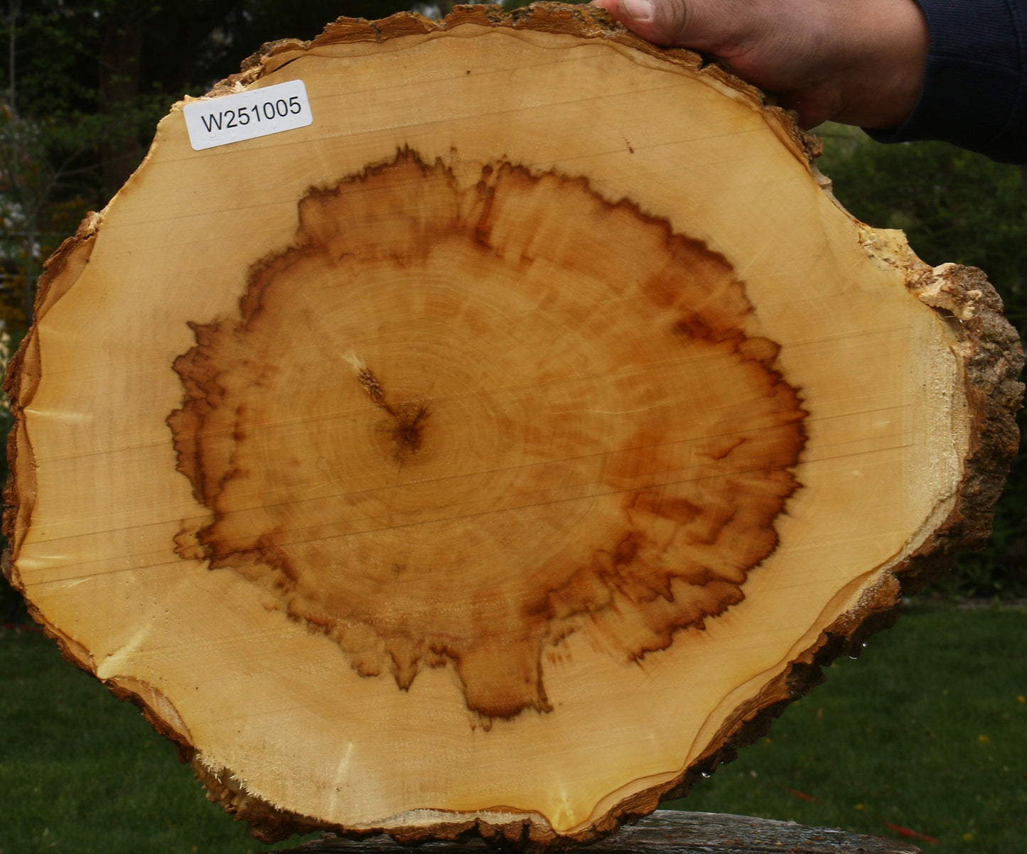 Figured Box Elder Cookie