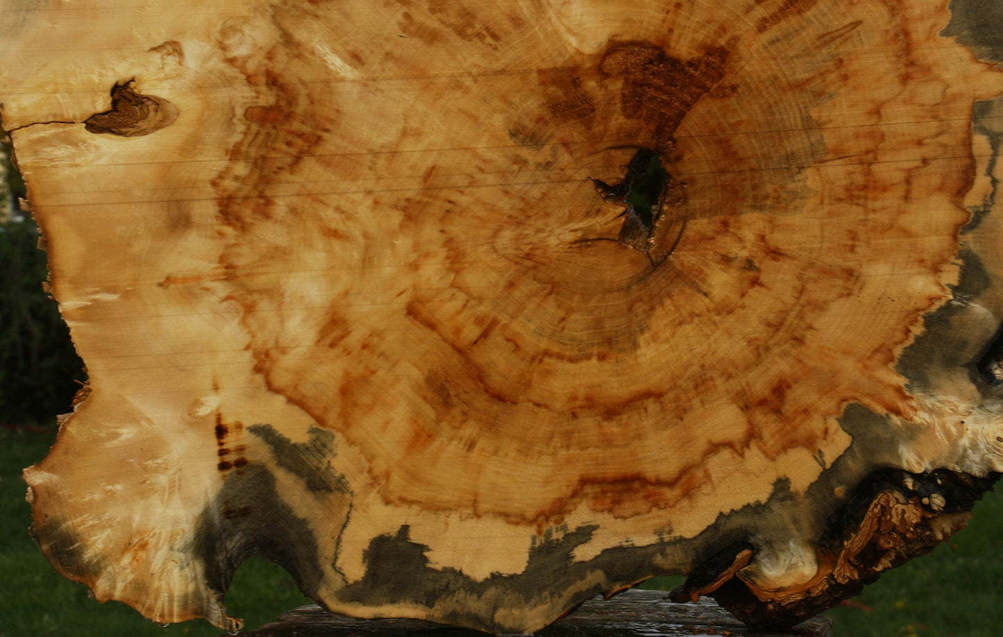 Rustic Box Elder Burl Cookie