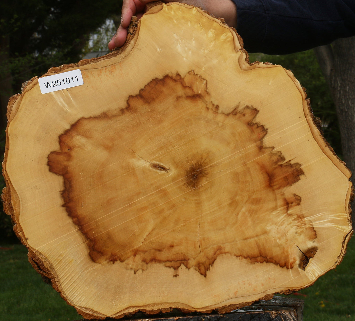 Figured Box Elder Cookie