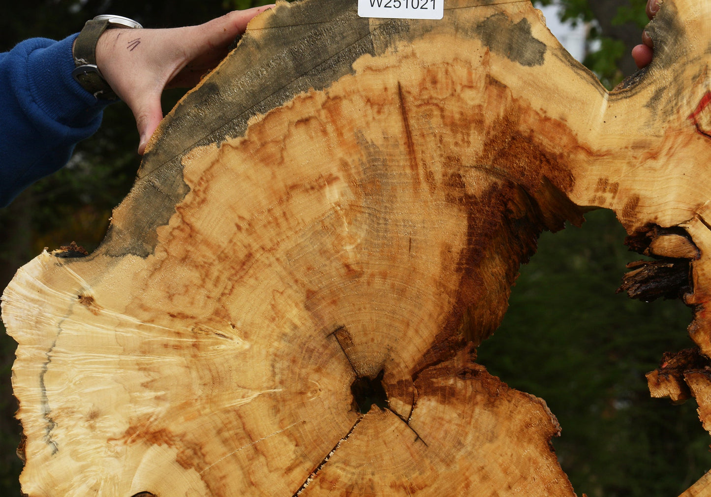 Extra Fancy Rustic Box Elder Cookie