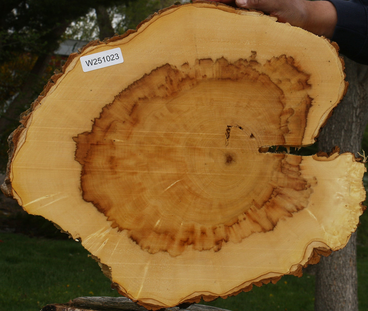 Figured Box Elder Cookie