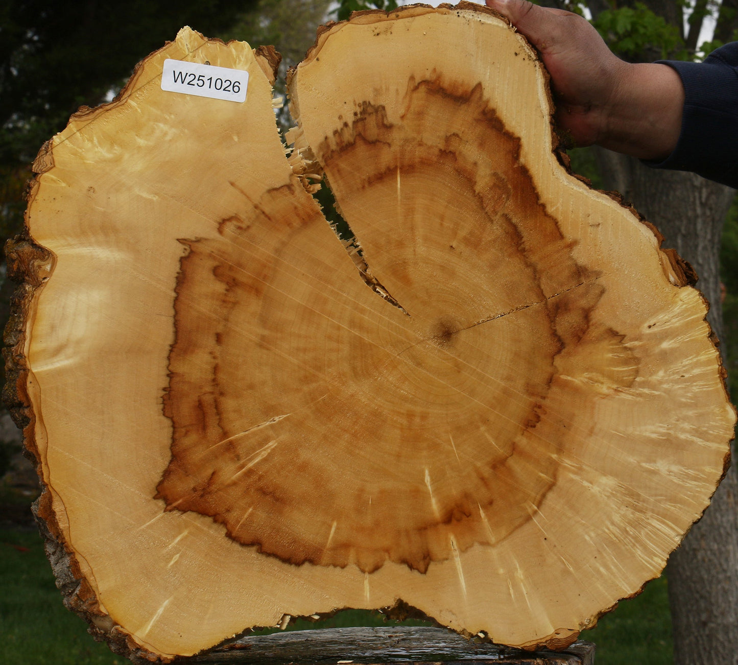 Extra Fancy Box Elder Cookie