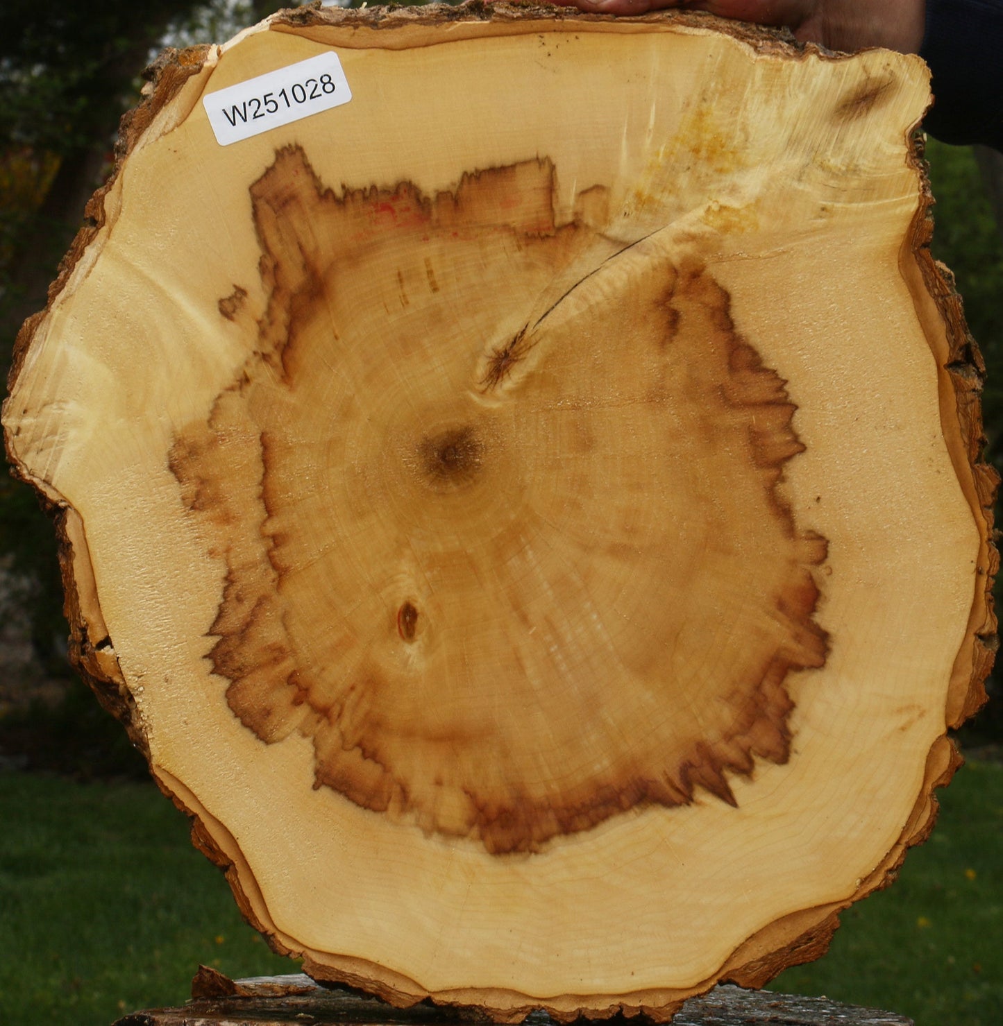 Figured Box Elder Cookie