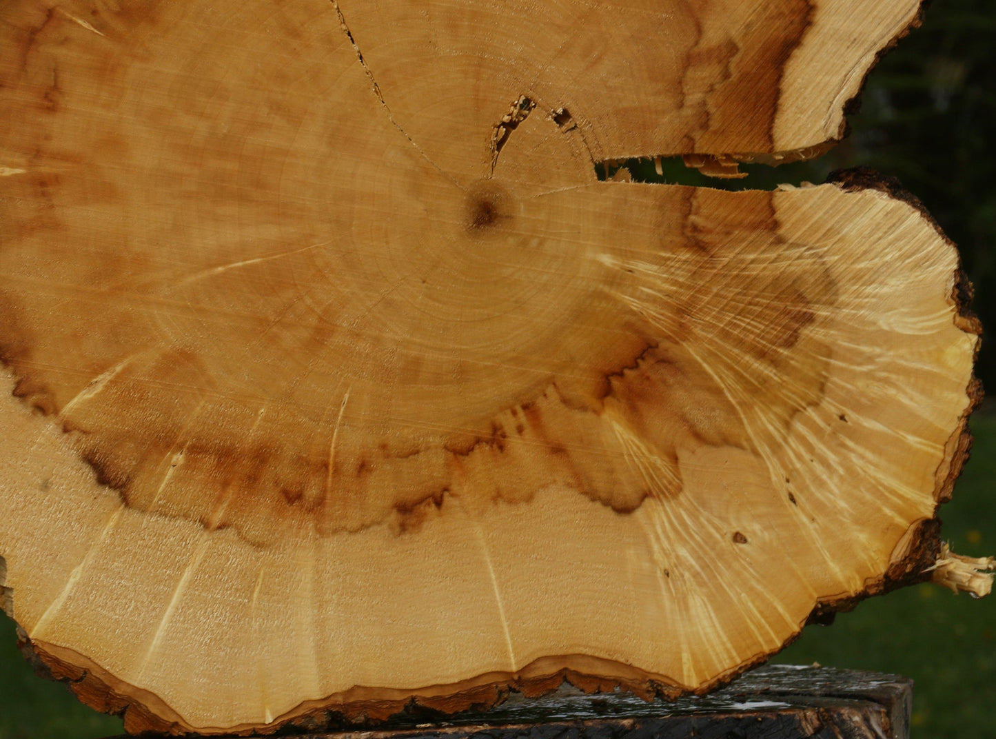 Figured Box Elder Cookie