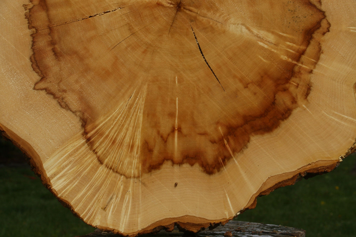 Extra Fancy Box Elder Cookie