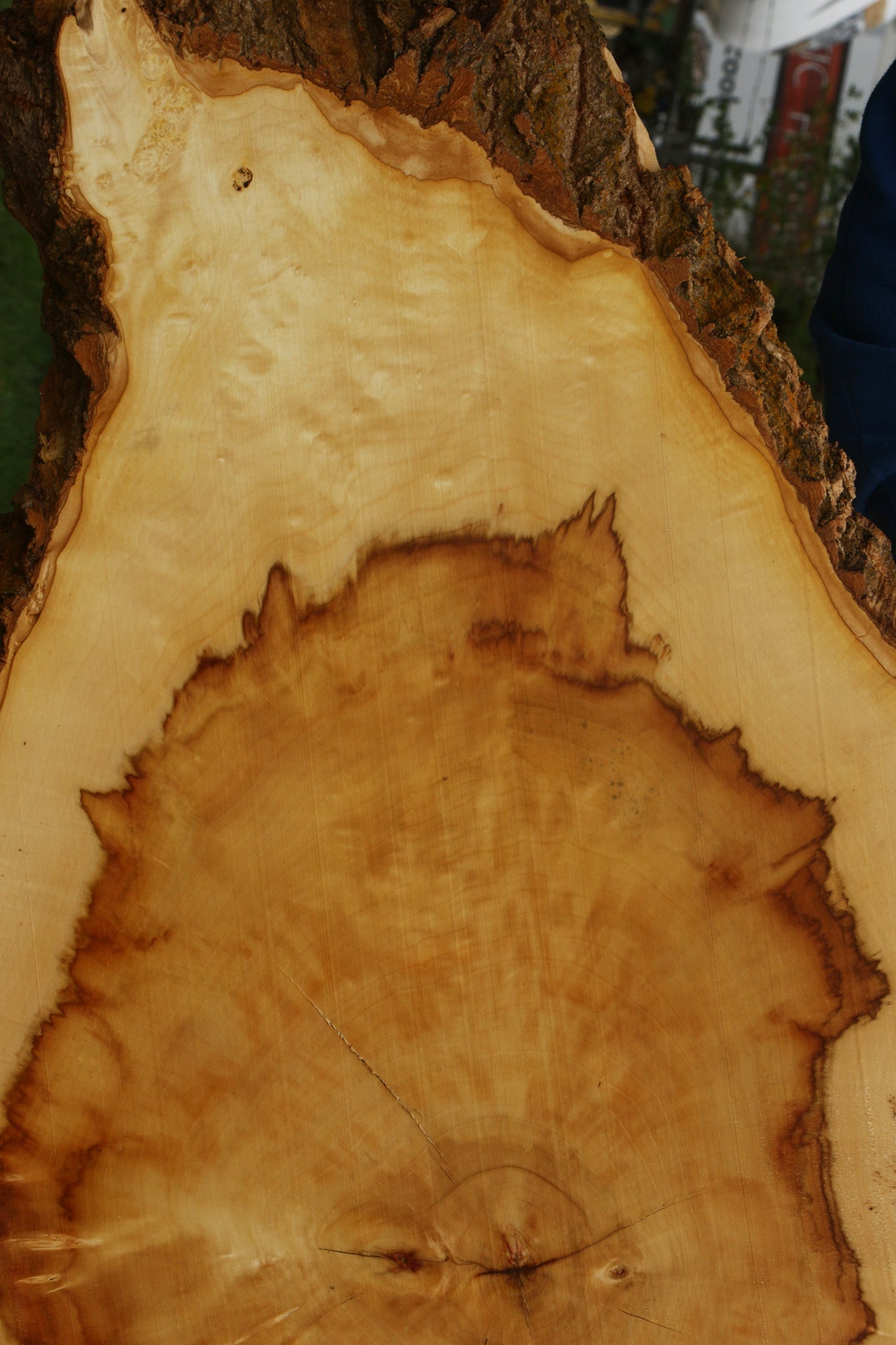 Figured Box Elder Cookie (Free Shipping Excluded)